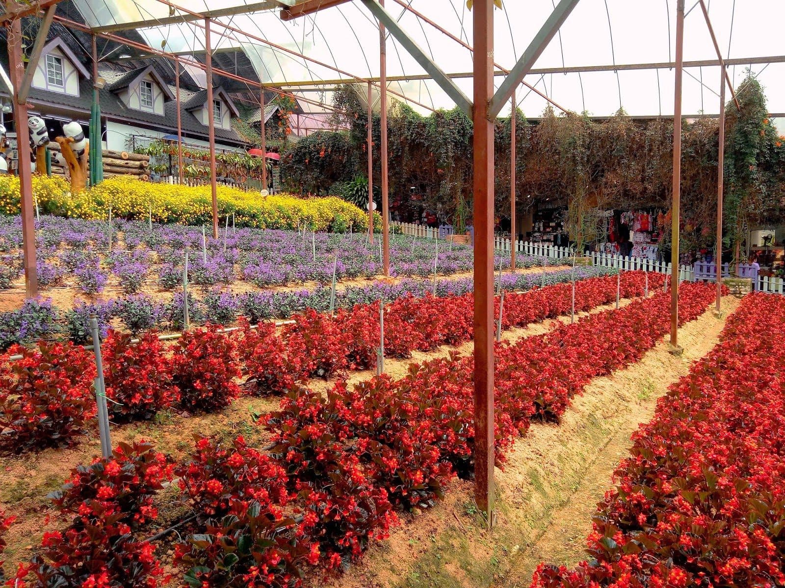 Cameron Highland Scenic Tea Plantation & Mossy Forest Guided Tour