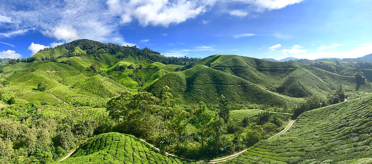 From Kuala Lumpur: Full-Day Cameron Highlands Tour
